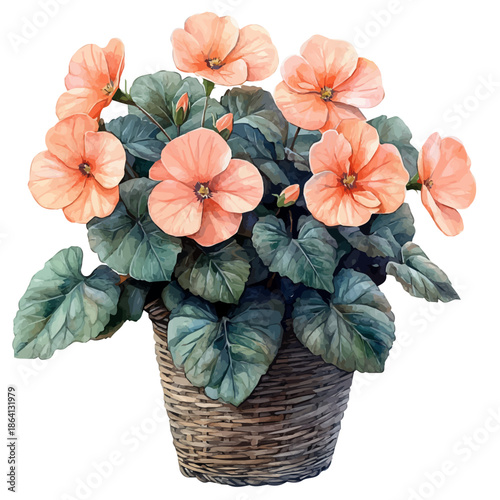 Begonia Bouquet In A Basket, watercolor painting capturing graceful lines and soft blended shades, isolated on a white background.