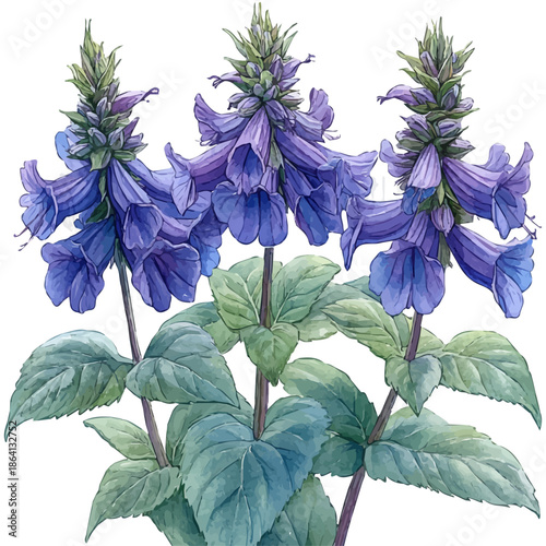 watercolor painting of Bee Balm Branch, isolated on a white background.