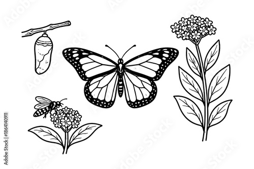 Monarch butterfly life cycle in detailed black and white line art