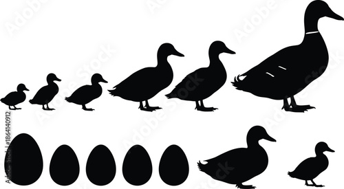 Duck life cycle silhouette illustration, duckling growth stages from egg to adult, animal development concept isolated on white background vector