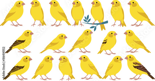 Cute yellow bird character set in different poses and feather patterns cartoon vector illustration