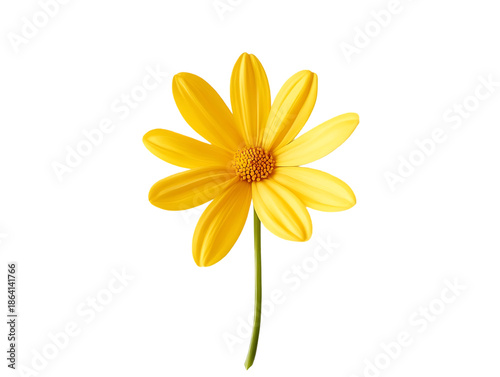 Wallpaper Mural Stunning cluster of vibrant yellow flowers with detailed petals and fresh green leaves for botanical illustrations or seasonal spring garden greeting cards isolated on transparent background Torontodigital.ca