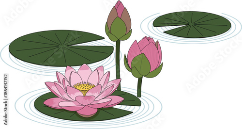 Pink lotus flower pond illustration vector, blooming water lily with green leaves and ripples, aquatic botanical plant design, nature floral concept, isolated decorative graphic