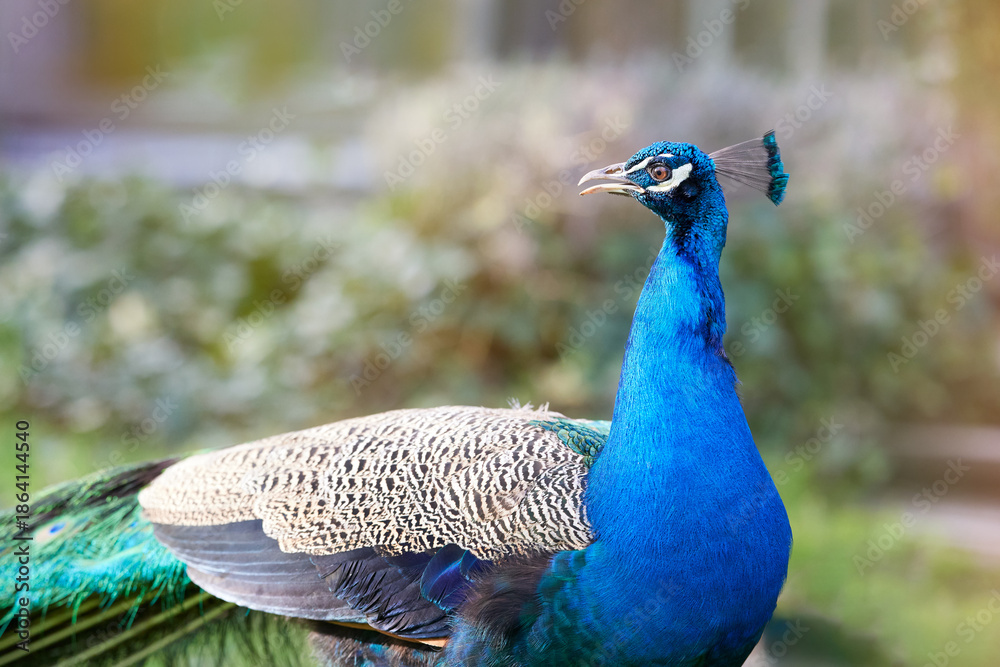 Obraz premium Vibrant blue peacock captured in a close-up, showcasing its striking colors and elegant posture against a soft, blurred natural background.