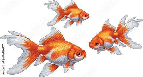 Realistic goldfish illustration set with flowing fins swimming poses detailed aquarium fish vector illustration