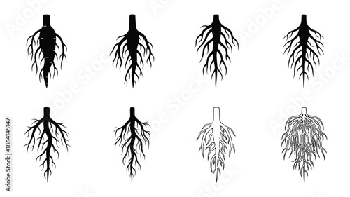 Illustrations of plant roots in various shapes and arrangements black and white