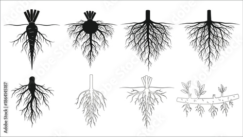 Detailed illustrations of various plant root systems and underground structures