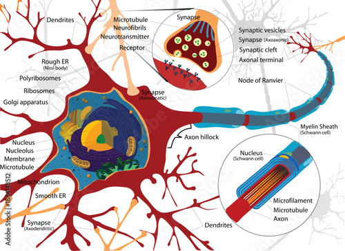 Labeled Neuron Diagram with Detailed Cell Structures