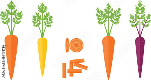 Colorful carrot varieties with leafy tops, sliced and whole, vibrant root vegetables, healthy food concept, white background - flat vector illustration