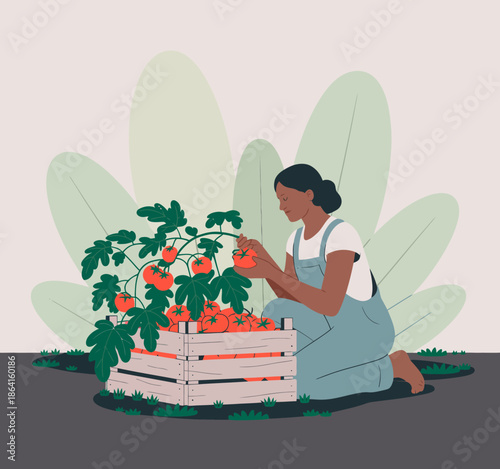 A woman kneeling among lush tomato plants, carefully harvesting ripe tomatoes. This image captures the essence of gardening, nature, and sustainable living.