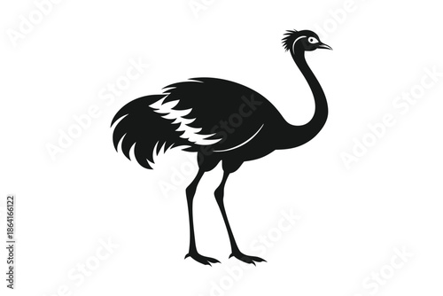 Ostrich silhouette on white background