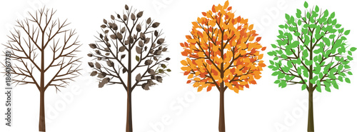 Seasonal tree transformation, winter bare tree, spring budding leaves, summer green foliage, autumn orange canopy, nature cycle, deciduous tree changes, flavector