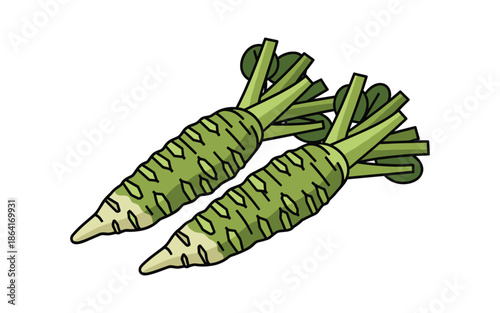 Wasabi Vector Illustration - Japanese Horseradish Root