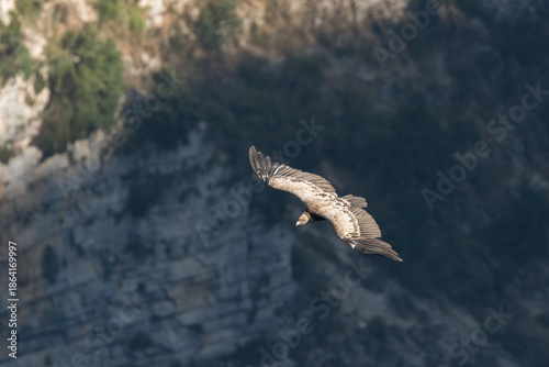 Griffon vulture soaring over mountainous canyon landscape