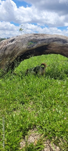 Border Collie in the middle of the tall grass