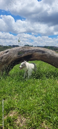 Border Collie in the middle of the tall grass