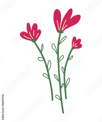 Hand Drawn Red Wildflower Botanical Illustration