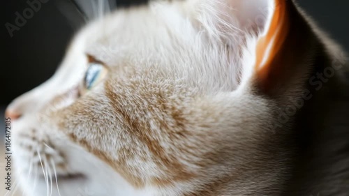 Close-up view of a cat looking upwards with focus on its expressive eyes and soft fur