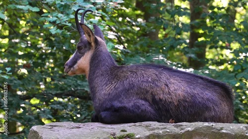 Close up of chamois goat-antelope standing and looking around a forest on a sunny spring day