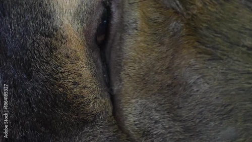 Close up of an altai deer buck head and eye watching in the woods on a sunny spring day