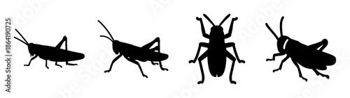 Four different grasshoppers