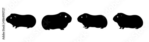 Four black guinea pigs in a row