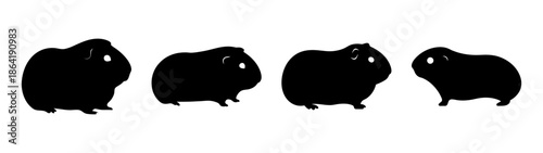 Four black guinea pigs in a row