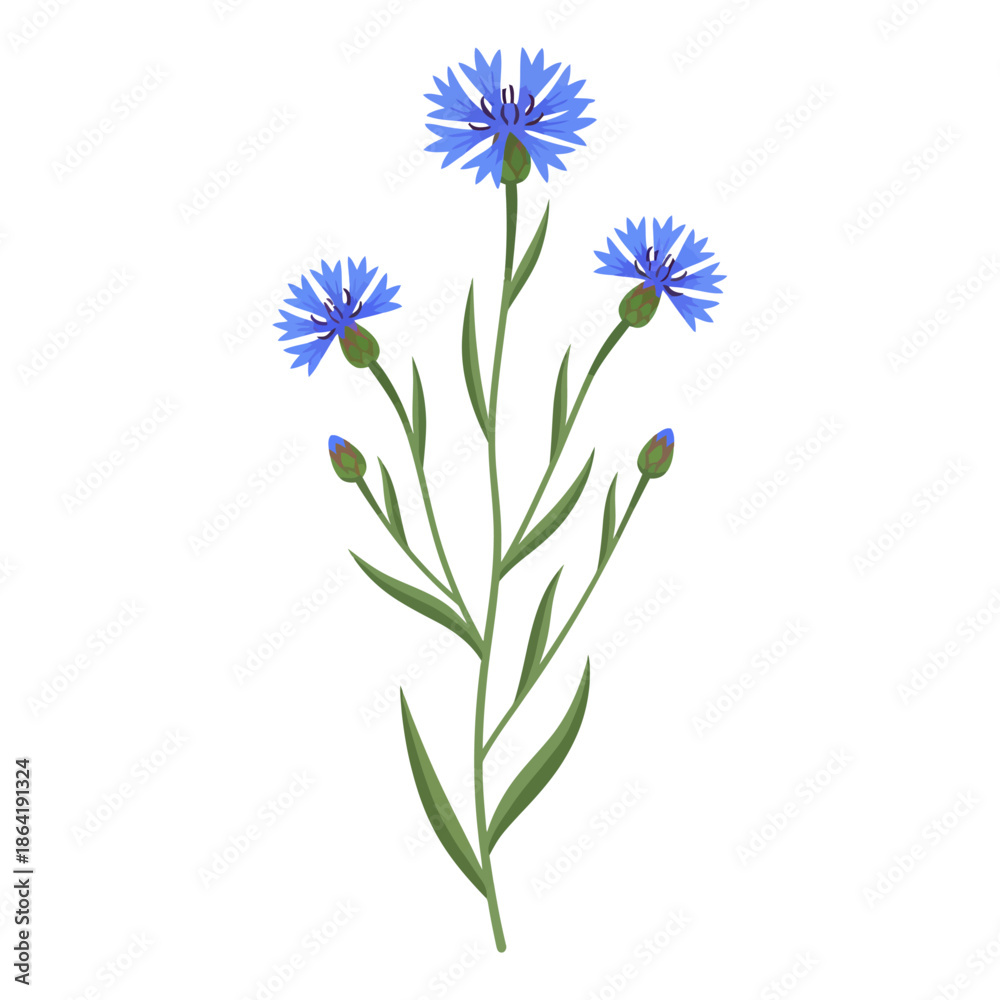 Fototapeta premium centaura cyanus