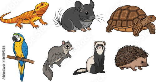 Cute exotic and small animal characters set with lizard chinchilla turtle parrot ferret and hedgehog vector illustration