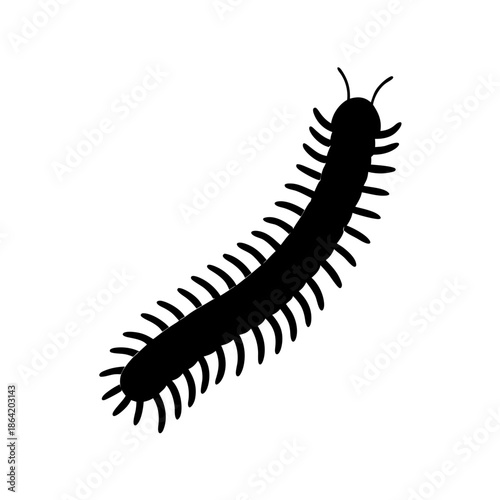 Black centipede on white background
