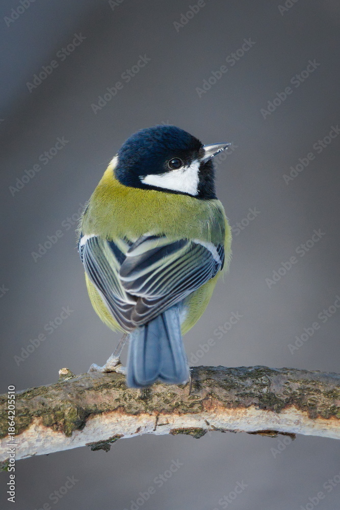 Obraz premium Great Tit (Parus major) Adult Perched in nice pose on Branch in Winter — Common bird Species in the Czech Republic