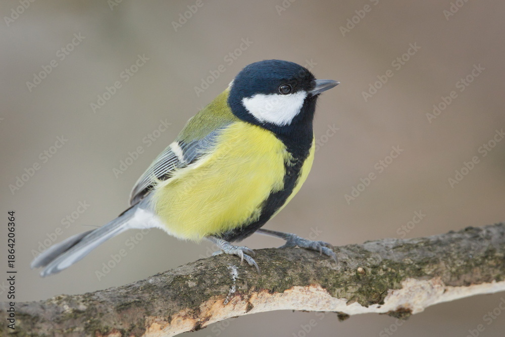 Naklejka premium Great Tit (Parus major) Adult Perched on Branch in Winter — Common bird Species in the Czech Republic