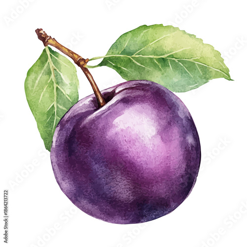Plum, watercolor clipart showing delicate textures and whimsical forms, isolated on a white background.