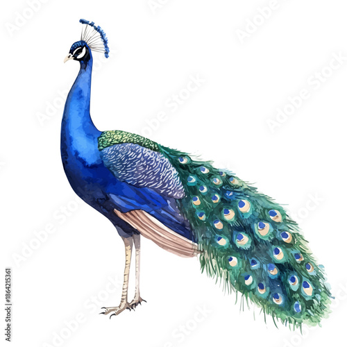 Peacock, watercolor illustration featuring soft shadows and luminous, isolated on a white background.