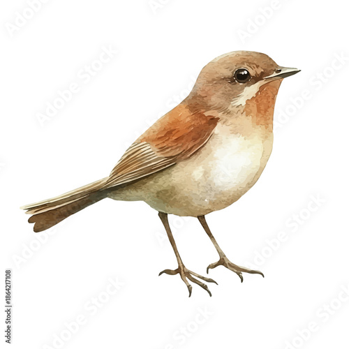 Nightingale, watercolor artwork with intricate patterns and vibrant, isolated on a white background.