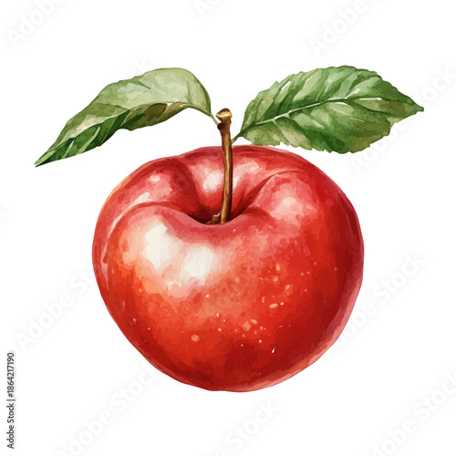 Nectarine, watercolor painting with colorful accents, isolated on a white background.