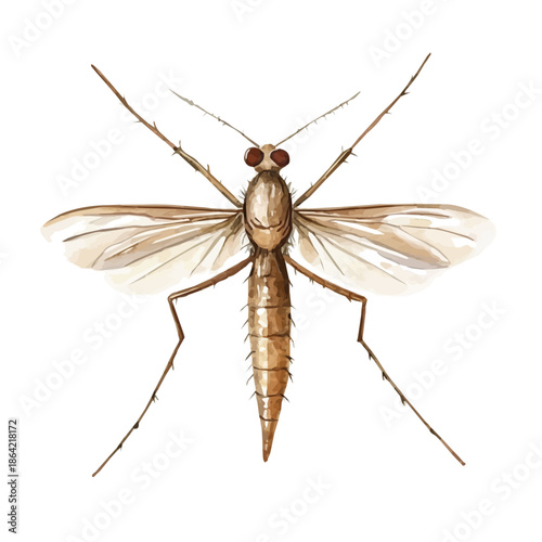 Mosquito, watercolor vector depicting playful antics, isolated on a white background.