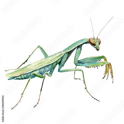 watercolor of Mantis draw graphic, isolated on a white background.