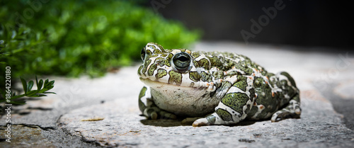 Wechselkröte Bufo viridis auf einem Stein