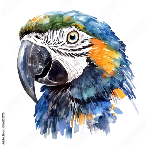 Macaw, watercolor painting with colorful accents, isolated on a white background.
