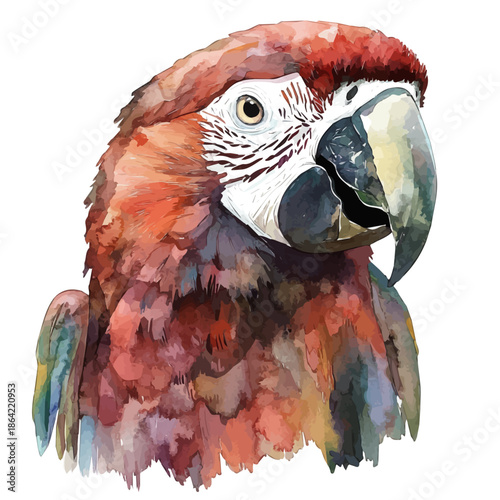 watercolor of Macaw draw graphic, isolated on a white background.