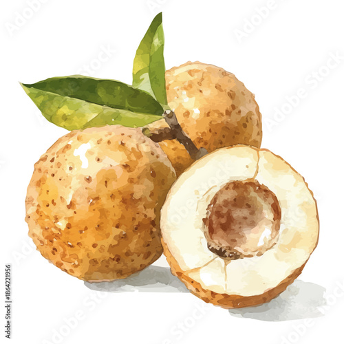 Longan, watercolor vector depicting playful antics, isolated on a white background.