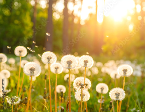 Dandelion seeds blowing in field with warm sunlight and bokeh effect