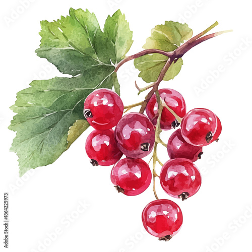 Currant, watercolor illustration featuring soft shadows and luminous, isolated on a white background.