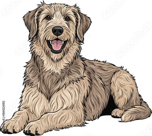 Otterhound dog lying down relaxed head raised happy smiling pose
