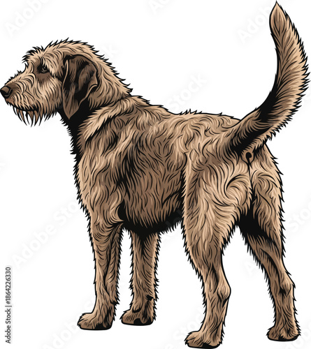 Otterhound dog standing alert rear view looking away 