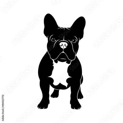 English bulldog isolated on white