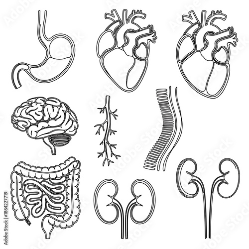 Hand drawn set of human internal organ icons including heart, brain, stomach, and kidneys, isolated on transparent background
