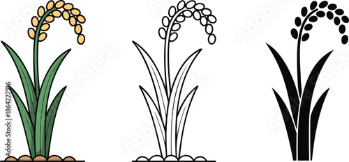 Rice plant silhouette & Outline and illustration set isolated on transparent background