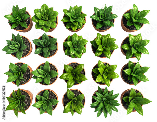 collection of green leaves isolated on white background